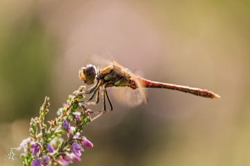 RHO_0069_Libellen_5662