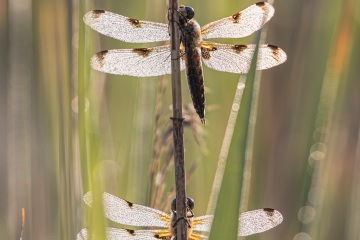 RHO_0070_Libellen_2589
