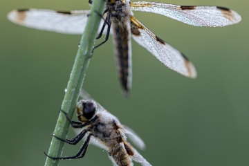 RHO_0072_Libellen_2693