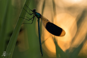 RHO_0073_Libellen_2912