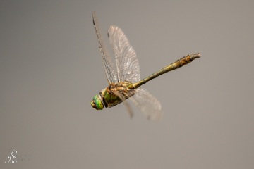RHO_0074_Libellen_1081
