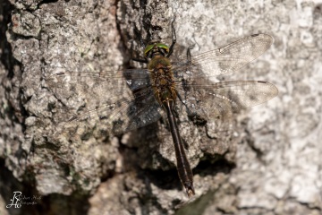 RHO_0075_Libellen_1481