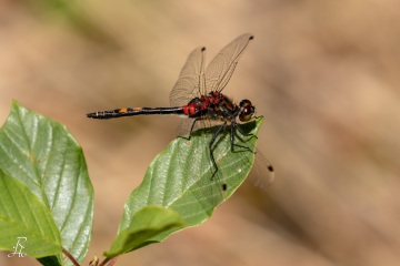 RHO_0076_Libellen_1483