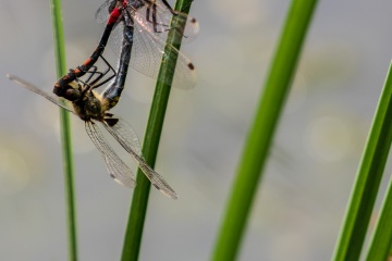 RHO_0077_Libellen_1585