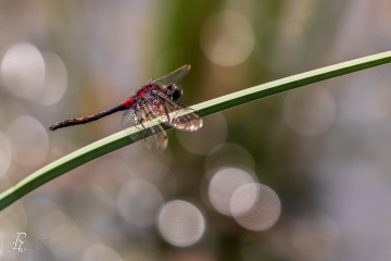 RHO_0078_Libellen_1597