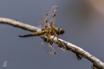 RHO_0080_Libellen_1800