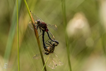 RHO_0081_Libellen_1828
