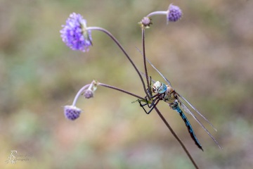 RHO_0084_Libellen_1332