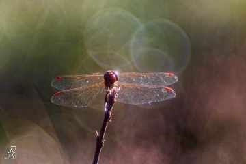 RHO_0085_Libellen_3260