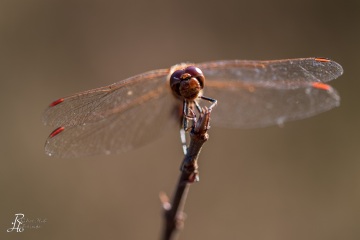 RHO_0086_Libellen_3262