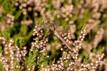 RHO_0087_Libellen_3298