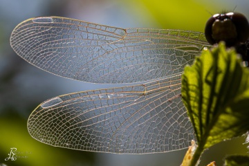 Schwarze Heidelibelle