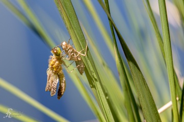 RHO_0089_Libellen_0708
