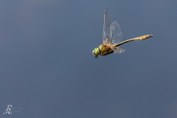 RHO_0090_Libellen_0845