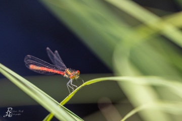 RHO_0092_Libellen_5959
