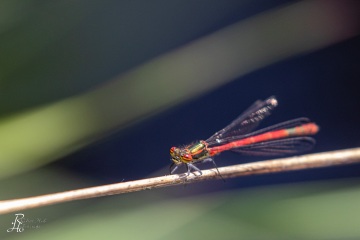RHO_0093_Libellen_6027