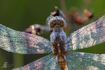 RHO_0094_Libellen_4784