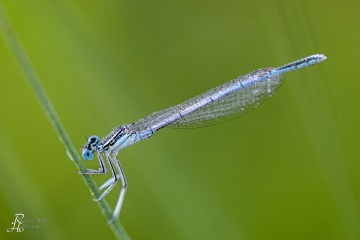 RHO_0095_Libellen_4842