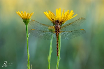 RHO_0096_Libellen_4853