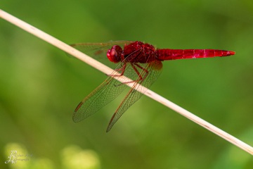 RHO_0097_Libellen_6052