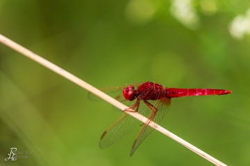 RHO_0098_Libellen_6060