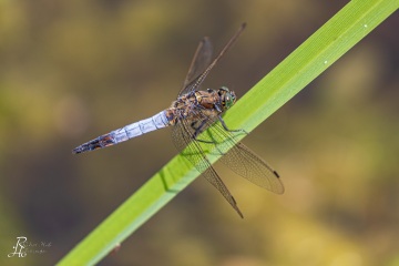 RHO_0099_Libellen_6239