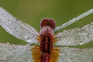 RHO_0100_Libellen_6401