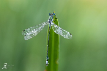 RHO_0101_Libellen_6550