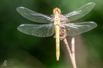 RHO_0102_Libellen_6824
