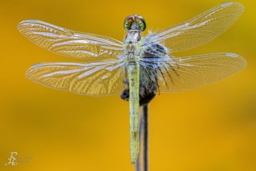 RHO_0103_Libellen_6831