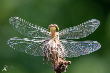 RHO_0104_Libellen_6907