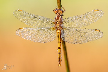 RHO_0105_Libellen_7144