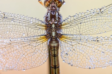 Flügeldetail