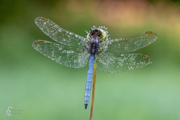 RHO_0107_Libellen_7213