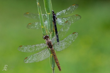 RHO_0109_Libellen_7229