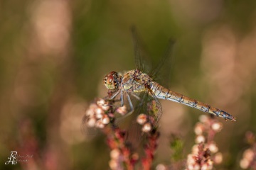 RHO_0110_Libellen_0744