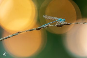 RHO_0111_Libellen_8590