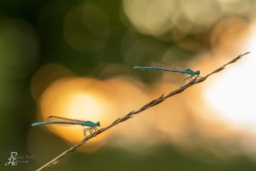 RHO_0112_Libellen_8610