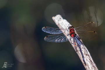 RHO_0113_Libellen_7171