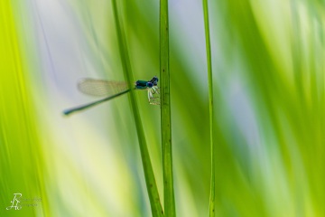 RHO_0114_Libellen_7287