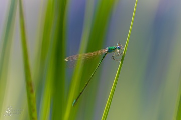 RHO_0115_Libellen_7302