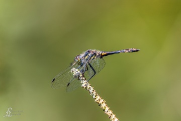 RHO_0118_Libellen_7375