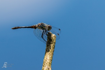RHO_0120_Libellen_7424