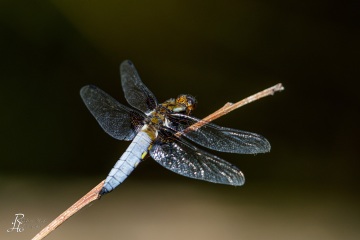 RHO_0122_Libellen_5058