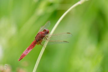 RHO_0123_Libellen_7200