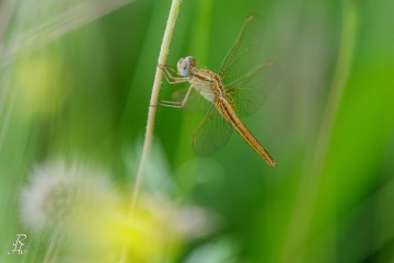 RHO_0124_Libellen_7232