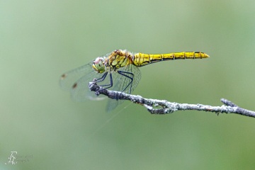 RHO_0125_Libellen_7771