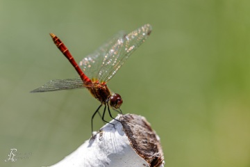 RHO_0126_Libellen_7803