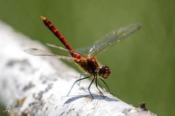 RHO_0127_Libellen_7841