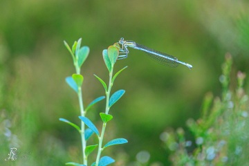 RHO_0128_Libellen_9552